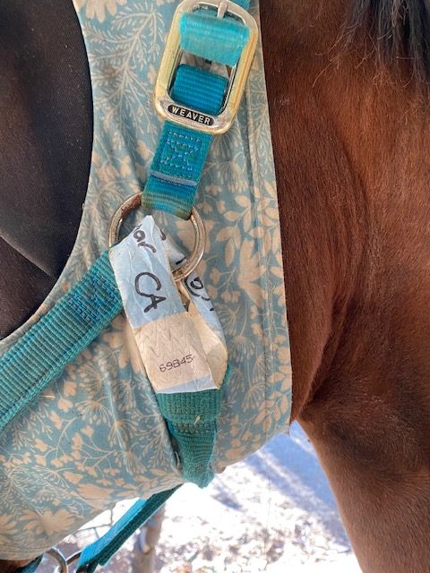 Horse ID with Tyvek Wristband 